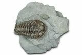 Flexicalymene Trilobite - Mt Orab, Ohio #358142-1